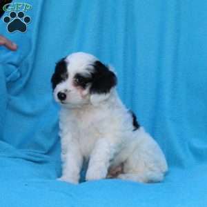 Sprinkles, Cockapoo Puppy